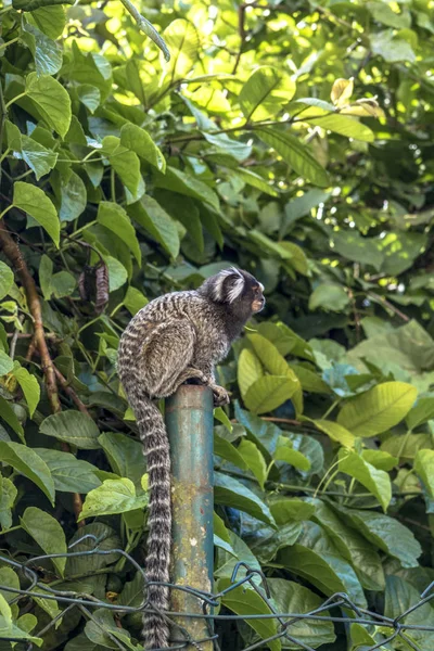 Pequeño Mono Popularmente Conocido Como Sagitario Cola Blanca Callithrix Jacchus — Foto de Stock