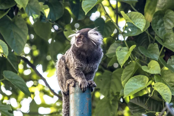 Pequeno Macaco Popularmente Conhecido Como White Tail Sagittarius Callithrix Jacchus — Fotografia de Stock