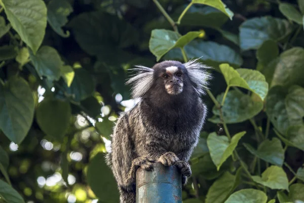 Pequeno Macaco Popularmente Conhecido Como White Tail Sagittarius Callithrix Jacchus — Fotografia de Stock