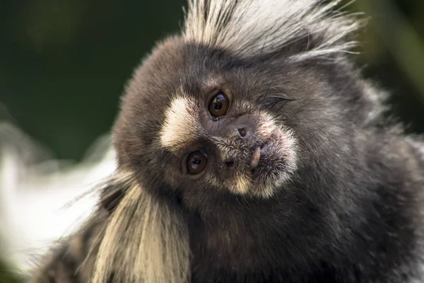 Pequeno Macaco Popularmente Conhecido Como White Tail Sagittarius Callithrix Jacchus — Fotografia de Stock