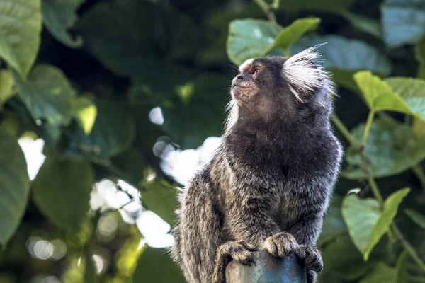 Pequeno Macaco Popularmente Conhecido Como White Tail Sagittarius Callithrix Jacchus — Fotografia de Stock