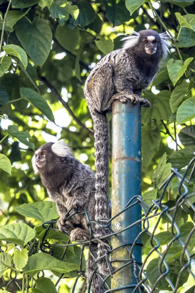 Pequeño Mono Popularmente Conocido Como Sagitario Cola Blanca Callithrix Jacchus — Foto de Stock