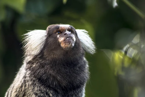 Pequeno Macaco Popularmente Conhecido Como White Tail Sagittarius Callithrix Jacchus — Fotografia de Stock