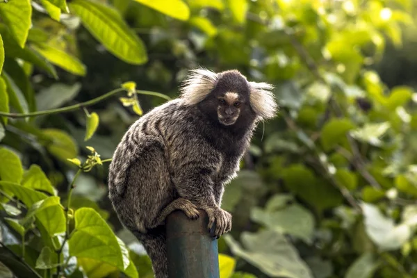 Pequeno Macaco Popularmente Conhecido Como White Tail Sagittarius Callithrix Jacchus — Fotografia de Stock