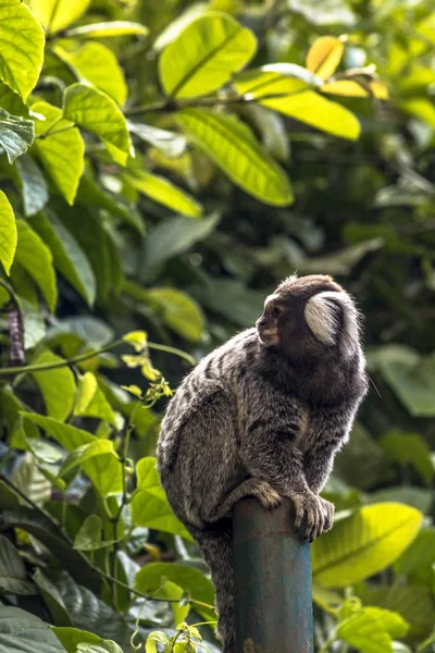 Pequeno Macaco Popularmente Conhecido Como White Tail Sagittarius Callithrix Jacchus — Fotografia de Stock