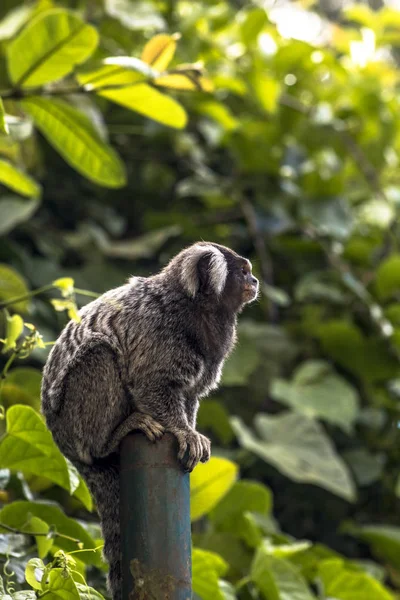 Pequeno Macaco Popularmente Conhecido Como White Tail Sagittarius Callithrix Jacchus — Fotografia de Stock