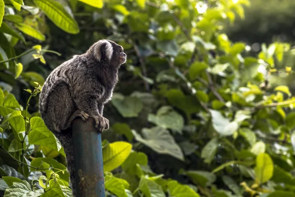 Pequeño Mono Popularmente Conocido Como Sagitario Cola Blanca Callithrix Jacchus — Foto de Stock