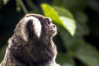 Beyaz Kuyruklu yay olarak bilinen küçük maymun Callithrix jacchus, Sao Paulo 'nun güneyindeki Intrerlagos bölgesinde Atlantik Ormanı' nın bir bölgesinde.