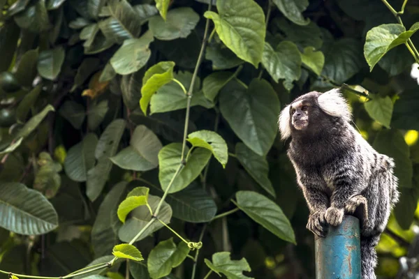 在圣保罗以南Intrerlagos附近的大西洋森林里 一只名叫Callithrix Jacchus的小猴子被广泛称为白尾猴 — 图库照片