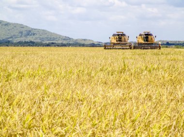 Roraima, Brazil, August 27, 2004. combines harvester harvesting rice on a bright day, in north of Brazil clipart