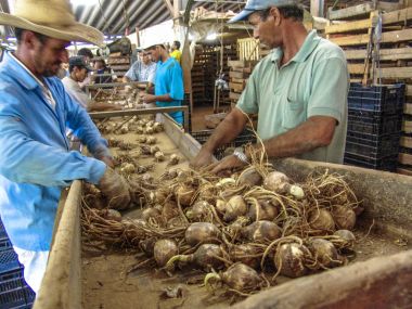 Holambra, Brezilya, 29 Kasım 2004. İşçi hazırlamak ve çiçek soğanı Holambra şehir, Sao Paulo eyalet grupta paketi