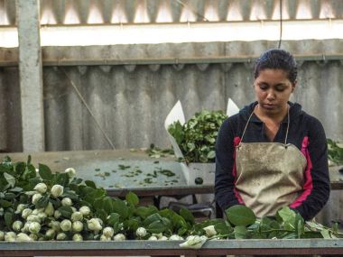 Holambra, Brezilya, 29 Kasım 2004. kadın hazırlamak ve çiçekler Holambra şehir, Sao Paulo eyalet grupta paketi