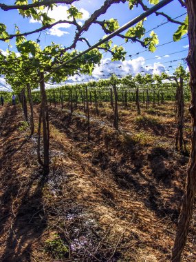 bir bağ ile yeşil üzüm sulama sistemi