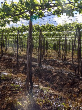 bir bağ ile yeşil üzüm sulama sistemi