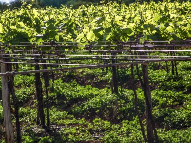 bir bağ ile yeşil üzüm sulama sistemi