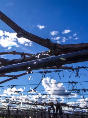 bir bağ ile yeşil üzüm sulama sistemi