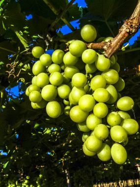 Petrolina alanında beyaz üzüm