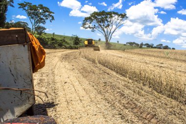 Nuporanga Brezilya. 20 Şubat 2013. Soya hasat Nuporanga belediyesinde bir çiftlikte mekanize