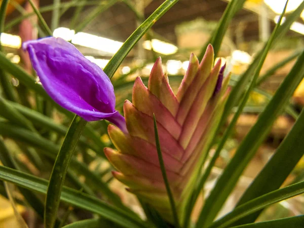 Flowers Market Campinas — Stock Photo, Image