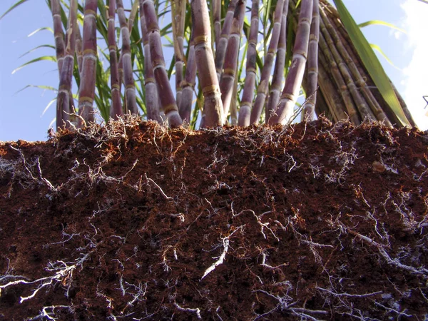 şeker kamışı alan Brezilya kökleri