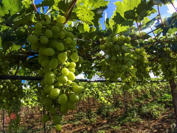 Sistema Irrigação Vinha Com Uvas Verdes — Fotografia de Stock