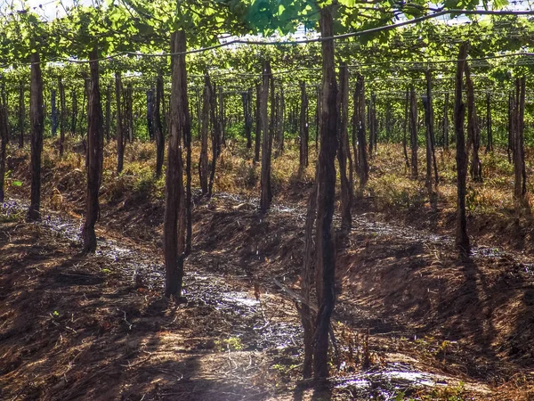 Irrigation System Vineyard Green Grapes — Stock Photo, Image