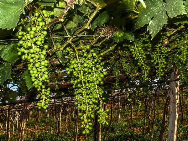 Bevattningssystem Vingård Med Gröna Druvor — Stockfoto