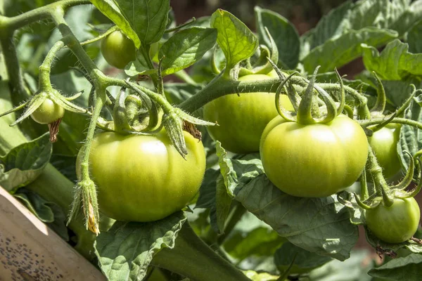 Pomodori Verdi Sul Campo — Foto Stock