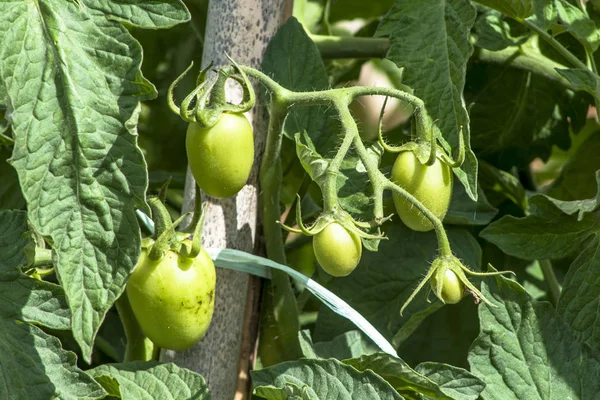 Groene Tomaten Veld — Stockfoto