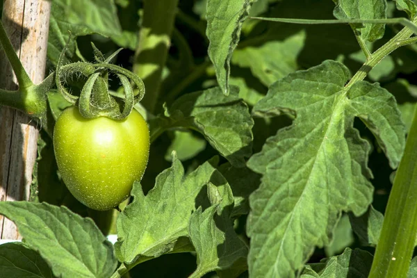 Zielone Pomidory Pole — Zdjęcie stockowe
