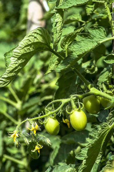 Pomodori Verdi Sul Campo — Foto Stock