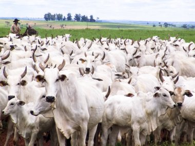 Magda, Sao Paulo, Brezilya, Mart 08, 2006: Kovboy Nelore sığır Magda, ilçe Sao Paulo bir sığır çiftliğinde ıslak bir alanda aracılığıyla herded bir grup leads