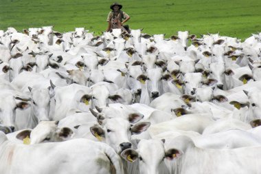 Magda, Sao Paulo, Brezilya, Mart 08, 2006: Kovboy Nelore sığır Magda, ilçe Sao Paulo bir sığır çiftliğinde ıslak bir alanda aracılığıyla herded bir grup leads