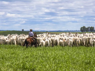 Magda, Sao Paulo, Brezilya, Mart 08, 2006: Kovboy Nelore sığır Magda, ilçe Sao Paulo bir sığır çiftliğinde ıslak bir alanda aracılığıyla herded bir grup leads