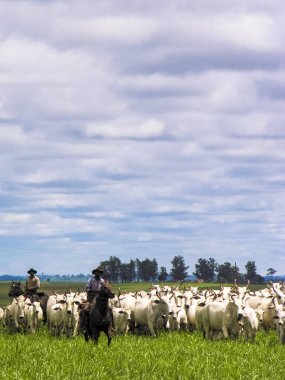 Magda, Sao Paulo, Brezilya, Mart 08, 2006: Kovboy Nelore sığır Magda, ilçe Sao Paulo bir sığır çiftliğinde ıslak bir alanda aracılığıyla herded bir grup leads