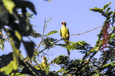 Yeşil papağan Chaua - doğada Amazona rhodocorytha