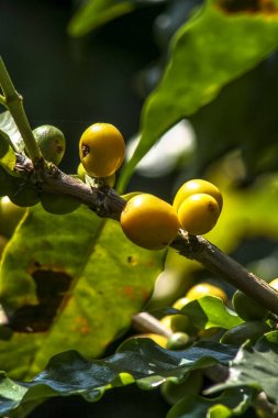 Brezilya 'da kahve ağacında kahve çekirdekleri
