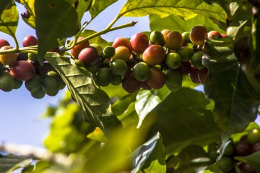 Brezilya 'da kahve ağacında kahve çekirdekleri