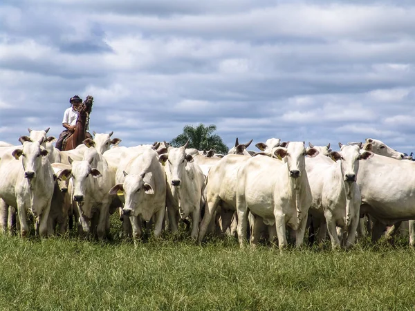 Magda Sao Paulo Brasilien März 2006 Der Cowboy Führt Eine — Stockfoto