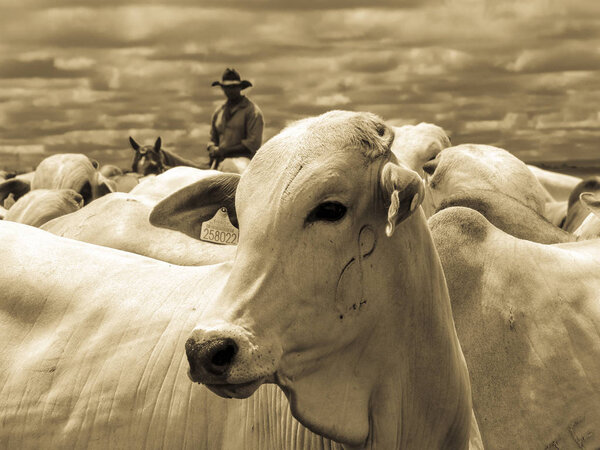 Magda, Sao Paulo, Brazil, March 08, 2006: The cowboy leads a group of Nelore cattle being herded through a wet field in a cattle farm in Magda, county of Sao Paulo