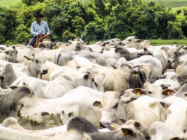 Magda, Sao Paulo, Brezilya, Mart 08, 2006: Kovboy Nelore sığır Magda, ilçe Sao Paulo bir sığır çiftliğinde ıslak bir alanda aracılığıyla herded bir grup leads