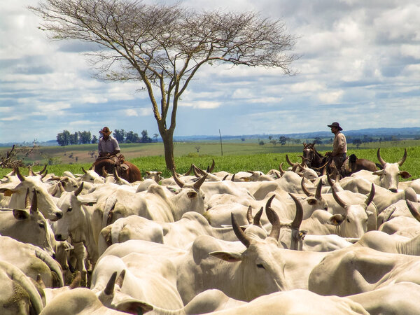 Magda, Sao Paulo, Brazil, March 08, 2006: The cowboy leads a group of Nelore cattle being herded through a wet field in a cattle farm in Magda, county of Sao Paulo