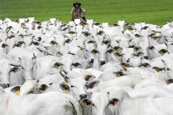 Magda, Sao Paulo, Brezilya, Mart 08, 2006: Kovboy Nelore sığır Magda, ilçe Sao Paulo bir sığır çiftliğinde ıslak bir alanda aracılığıyla herded bir grup leads