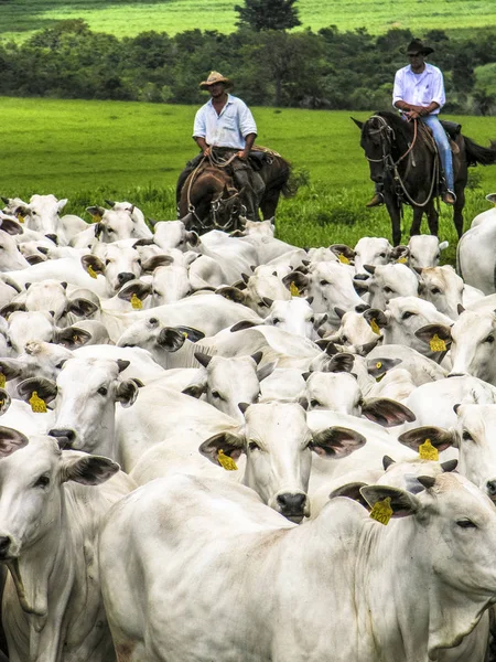 Magda, Sao Paulo, Brezilya, Mart 08, 2006: Kovboy Nelore sığır Magda, ilçe Sao Paulo bir sığır çiftliğinde ıslak bir alanda aracılığıyla herded bir grup leads