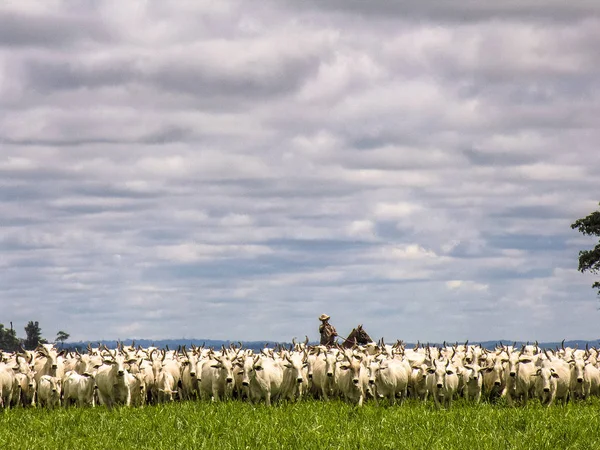 Magda, Sao Paulo, Brezilya, Mart 08, 2006: Kovboy Nelore sığır Magda, ilçe Sao Paulo bir sığır çiftliğinde ıslak bir alanda aracılığıyla herded bir grup leads