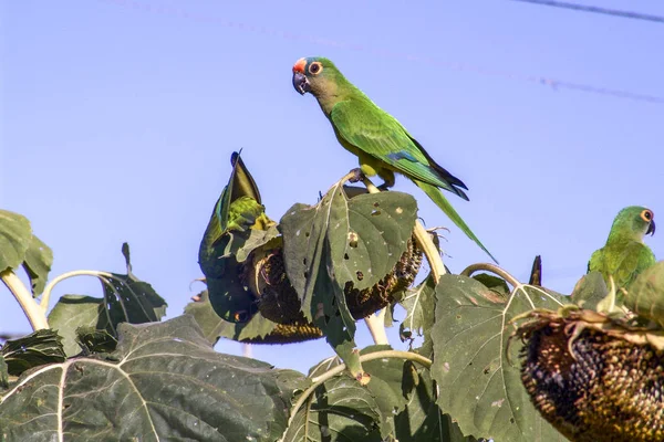 Loro Verde Chaua Amazona Rodocorytha Naturaleza —  Fotos de Stock