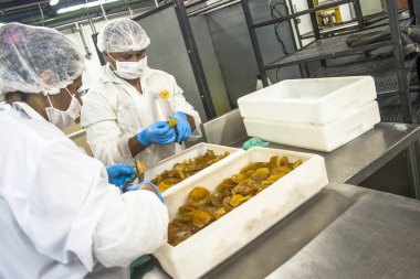 Sao Paulo, 08 Aralık 2011. Ekmek, kek ve Poğaçaların Sao Paulo bir Sanayi üretim hattında işçilerin işe