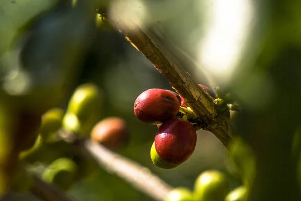 Ziarna Kawy Drzewie Kawowym Brazylii — Zdjęcie stockowe