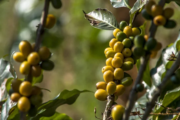 Coffee Beans Coffee Tree Brazil — Stock Photo, Image