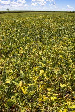 Yeşil soya alan Brezilya